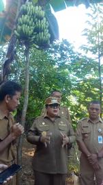 Tinjau Fenomena Pisang Unik Bertandan Dua di Tancep, Bupati Gunungkidul Rencanakan Jadi Sentra Komod